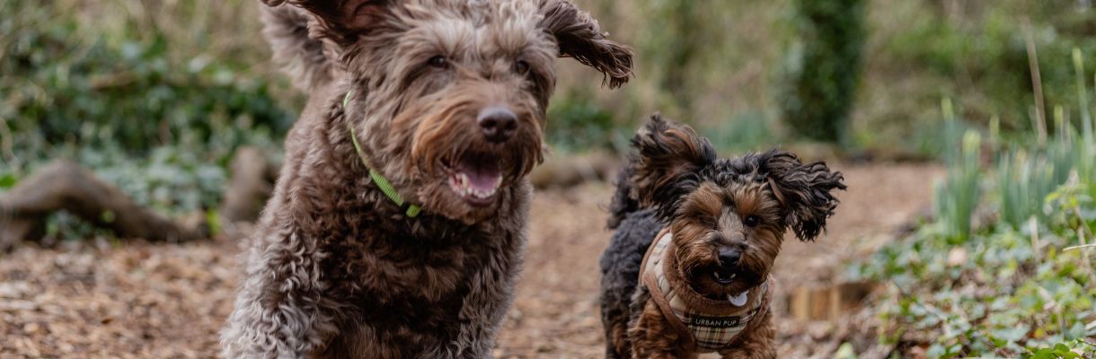 Dogs running in woodland, Isle of Wight